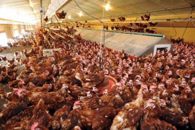 Monoprix lutte contre l'élevage intensif des poules_cage_wp