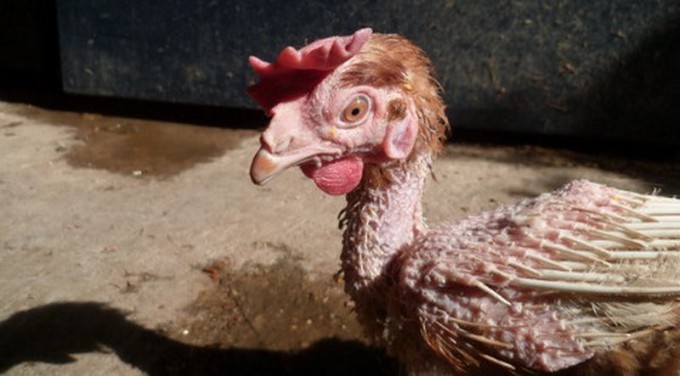 Monoprix lutte contre l'élevage intensif des poules_malade_wp