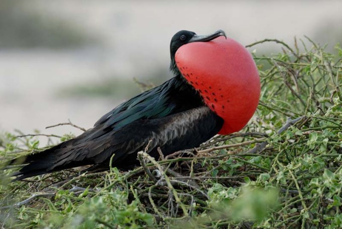 Les oiseaux de printemps_palmipèdes-pélécanidés-frégate-gorge-rouge-gonflée_wp