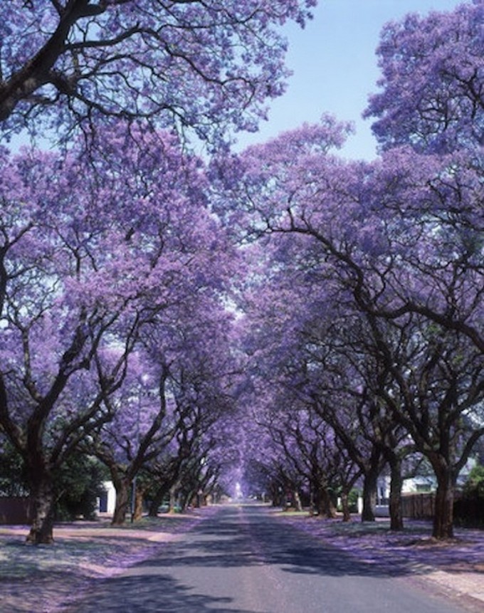 Les arbres les plus beaux du monde_Afrique-du-Sud_wp