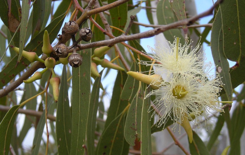 L'eucalyptus_arbre-fleurs_wp
