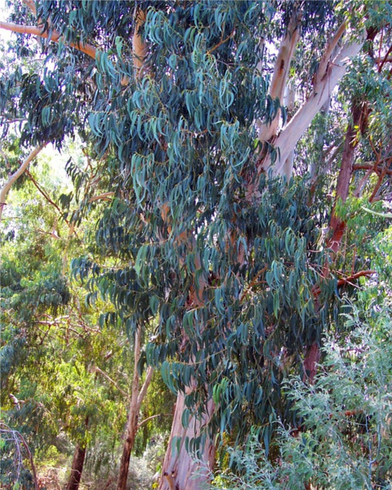 L'eucalyptus_arbre-gommier_wp