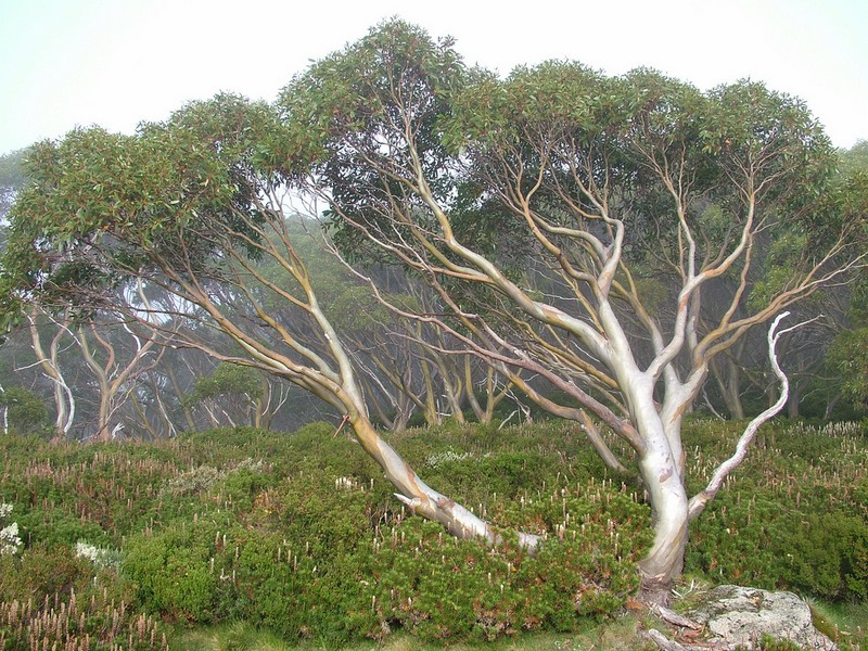 L'eucalyptus_arbre_wp