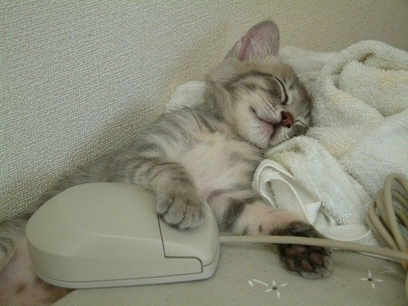 Comment bien dormir en période de chaleur_chaton_wp