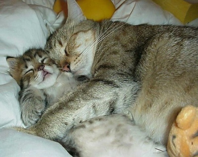 Comment bien dormir en période de chaleur_chats_wp