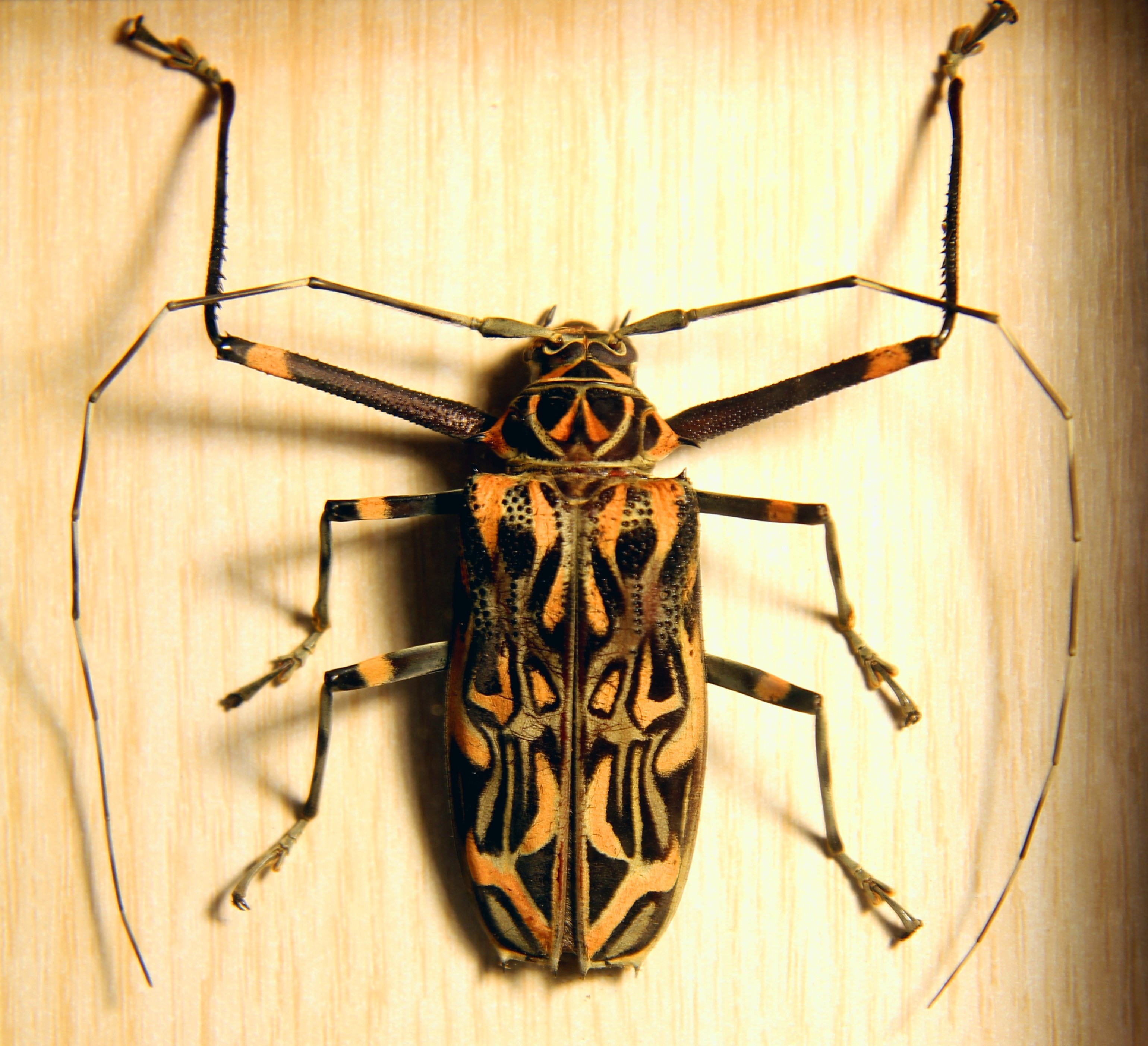 Les insectes_masqués_insecte Acrocinus longimanus_Guyane_wp