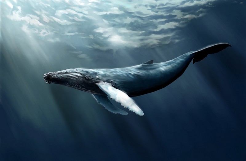 Blue Whale Challenge_baleine-bleue_wp