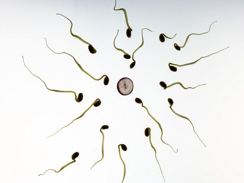 La contraception masculine_germes-radis_wp