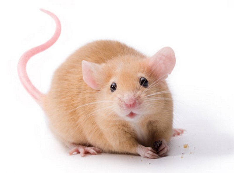Un patch qui réduit les bourrelets graisseux des souris_rousse_wp
