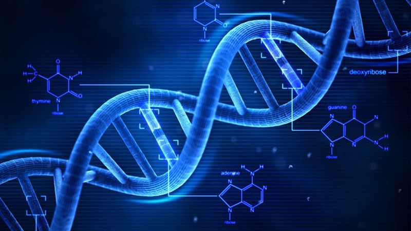 Un scientifique tente de modifier son génome_adn-brin_wp