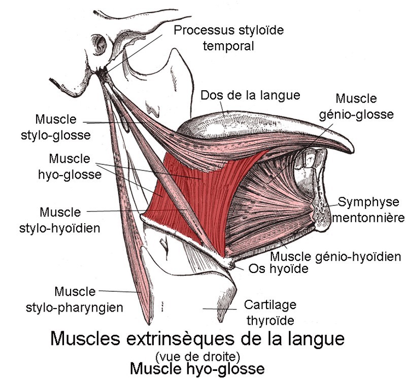 Notre langue, organe méconnu mais pourtant essentiel_muscles_wp
