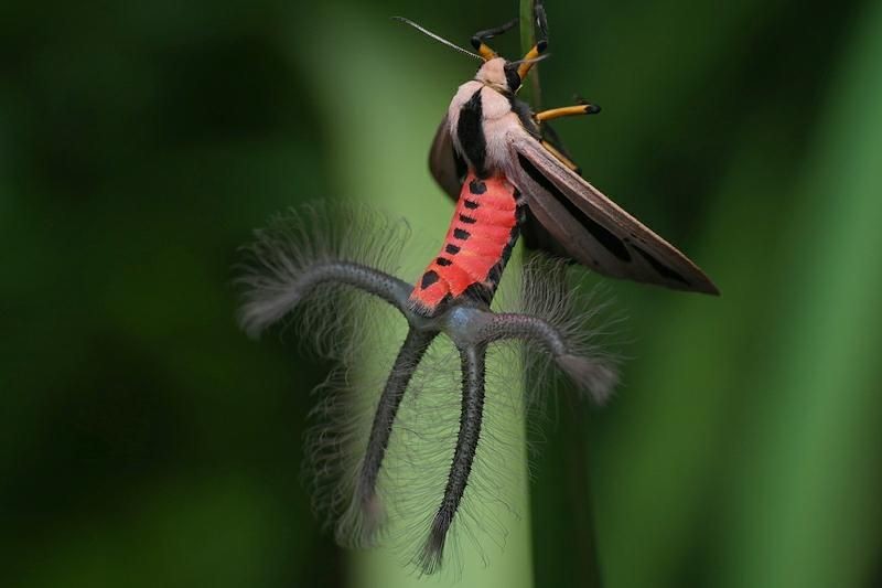 D'étranges insectes_papillon Creatonotos gangis_wp