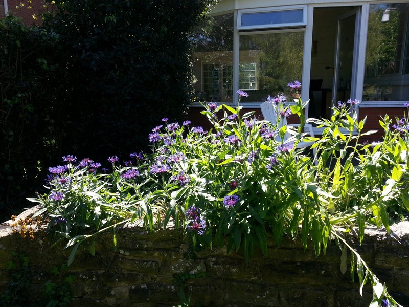 Mon jardin en pleine écolution..._fleurs-violettes-terrasse_wp