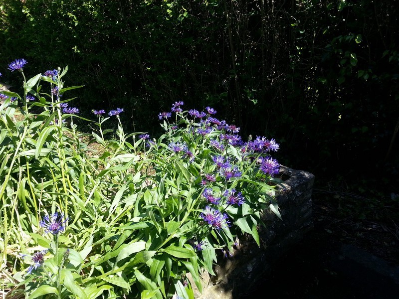 Mon jardin en pleine écolution..._fleurs-violettes_wp