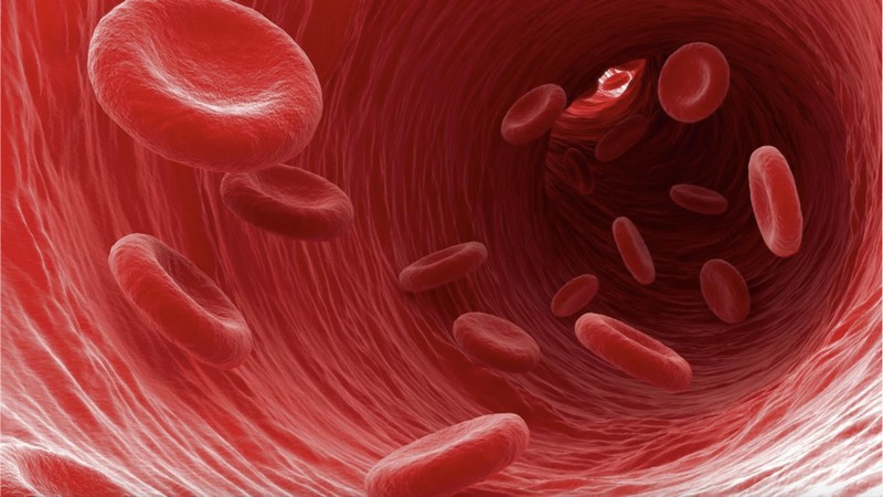 Une nouvelle thérapie génétique contre la bêta-thalassémie_globules-rouges-sang_wp