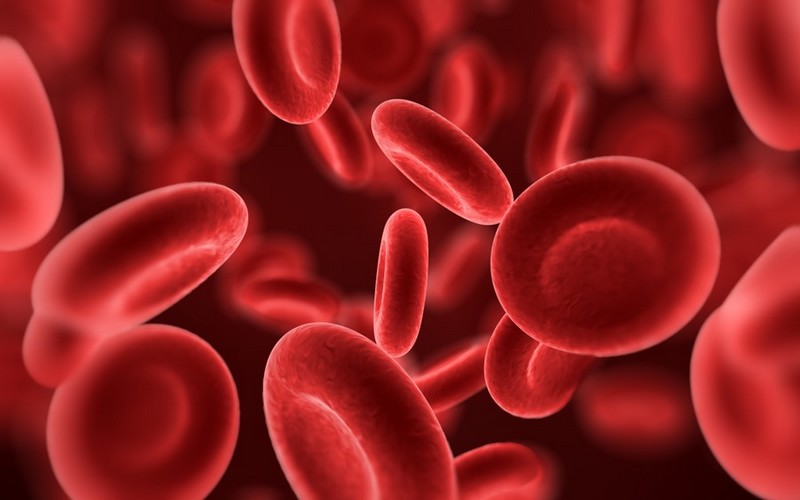 Une nouvelle thérapie génétique contre la bêta-thalassémie_globules-rouges_wp