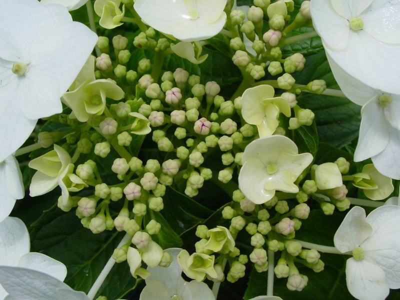 Pause florale_fleurs-hortensia_wp