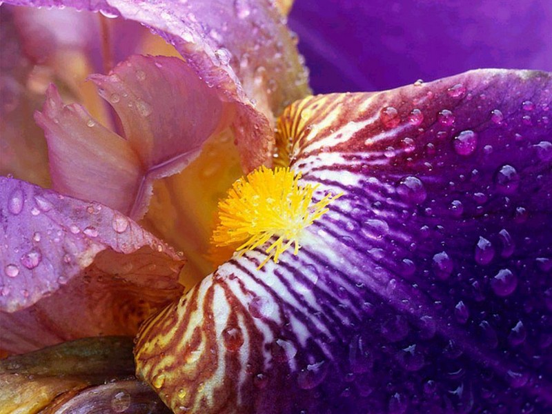 Pause florale_iris_wp