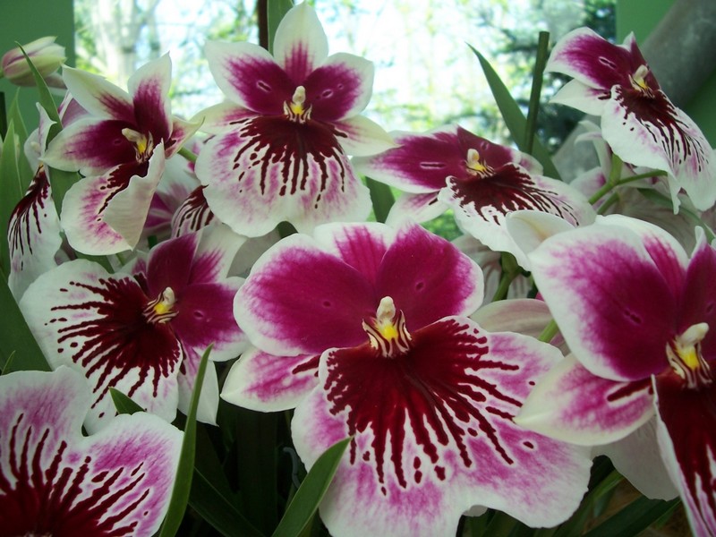Pause florale_orchidées_wp