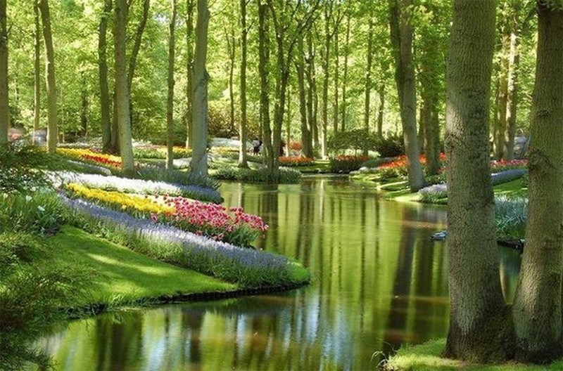 Paysages d'été_forêt-fleurs_wp