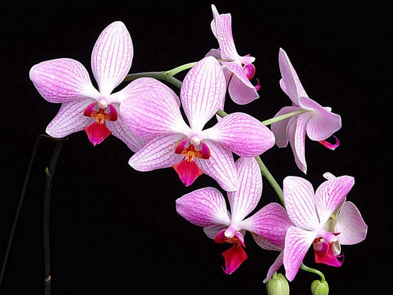 Inflorescence_orchidées_wp
