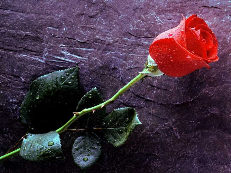 Flowers_rose-rouge_wp