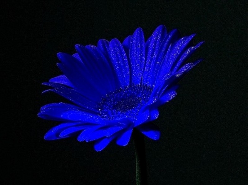 Flowers_tournesol-bleu_wp
