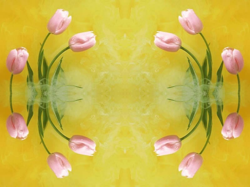 Flowers_tulipes-roses_wp