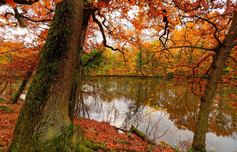Les couleurs de l'automne au bois de Vincennes