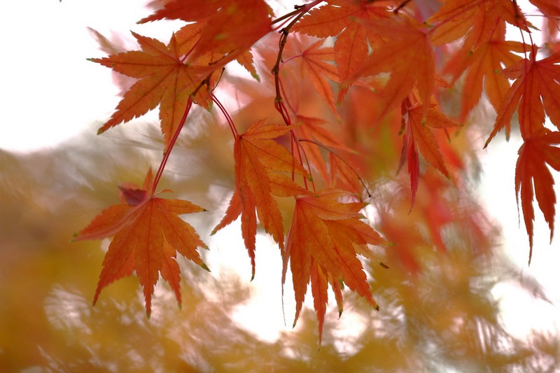 Feuilles d'automne_arbre_wp