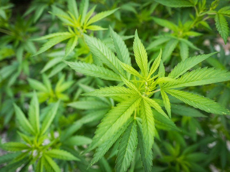 Le Canada légalise l'usage du cannabis récréatif_plante_wp