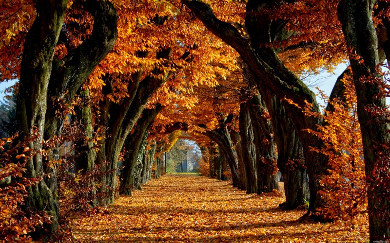 Paysages d'automne_forêt-voûte_wp