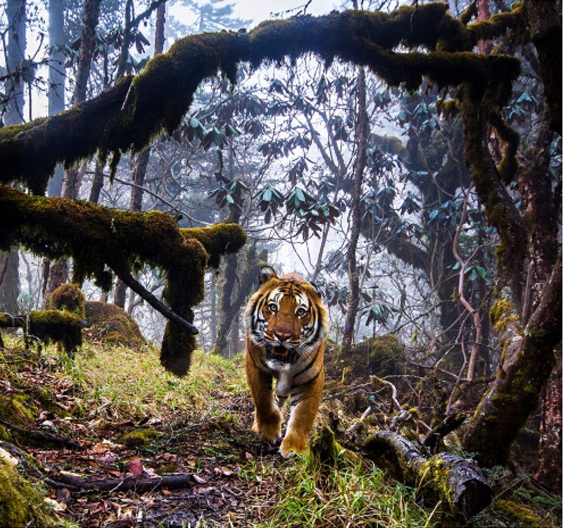 Wildlife Photographer of the Year 2018_Emmanuel Rondeau_Tigerland_wp