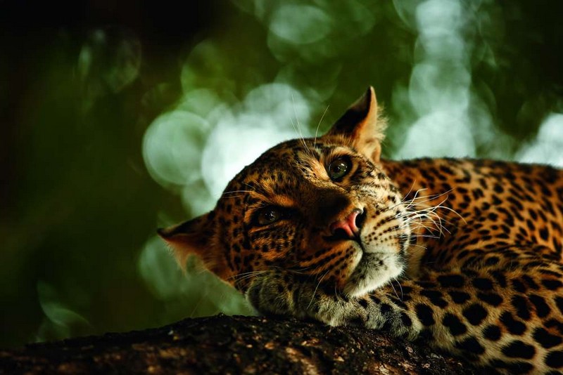 Wildlife Photographer of the Year 2018_Skye Meaker_Lounging Leopard_wp