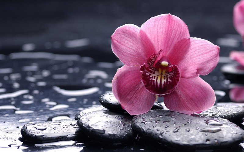 Zen_galets-orchidée-rose_wp