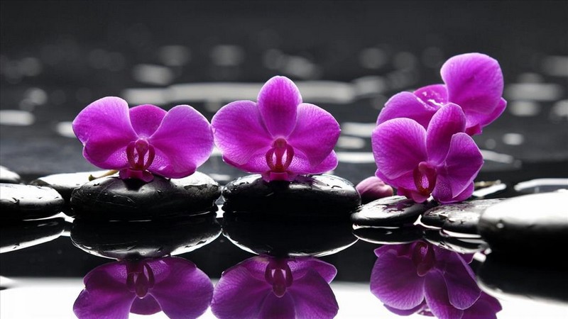 Zen_galets-orchidées-violettes_wp