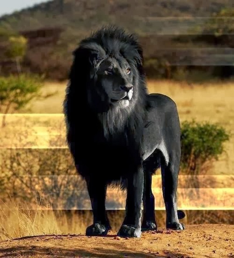 ces animaux atypiques..._lion-noir_wp