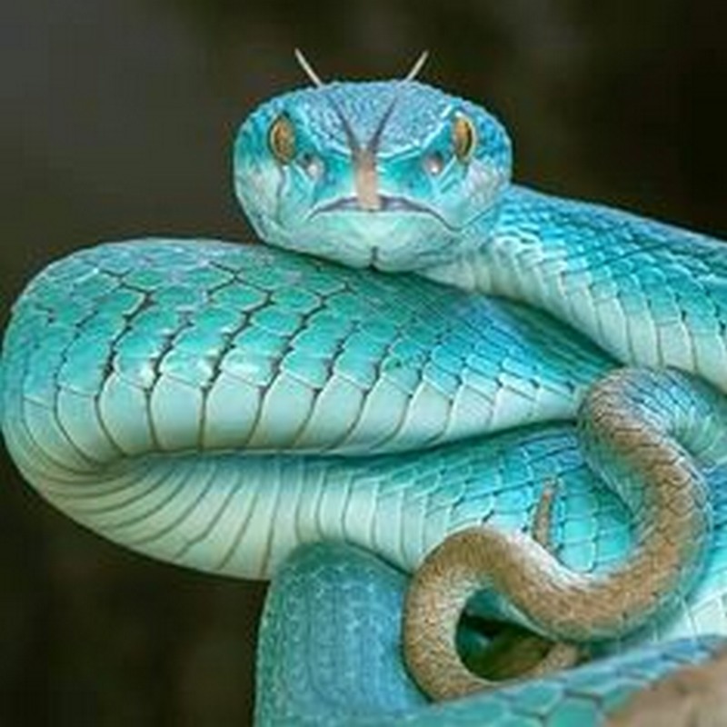 ces animaux atypiques..._serpent-turquoise_wp