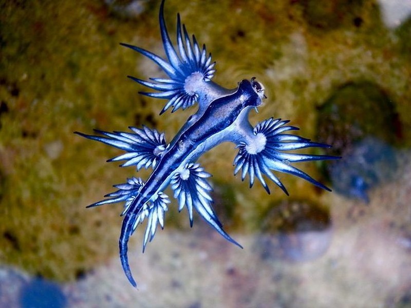 dans le bleu..._glaucus-atlanticus-dragon-bleu-des-mers_wp