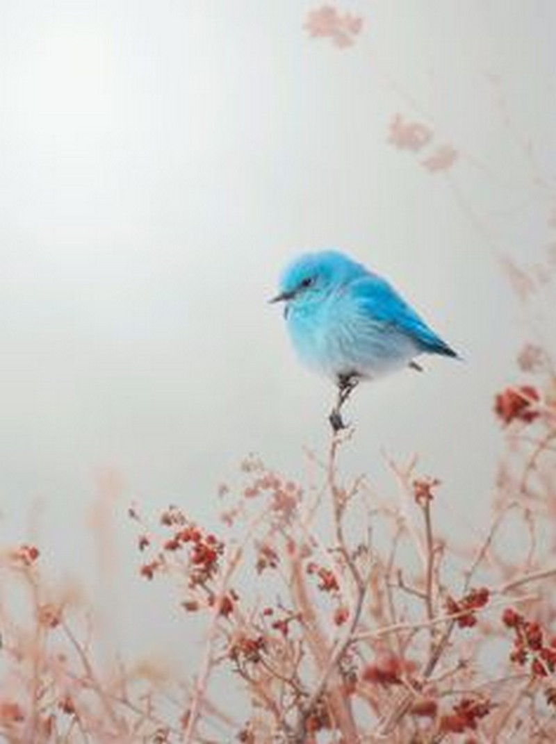 dans le bleu..._oiseau_wp