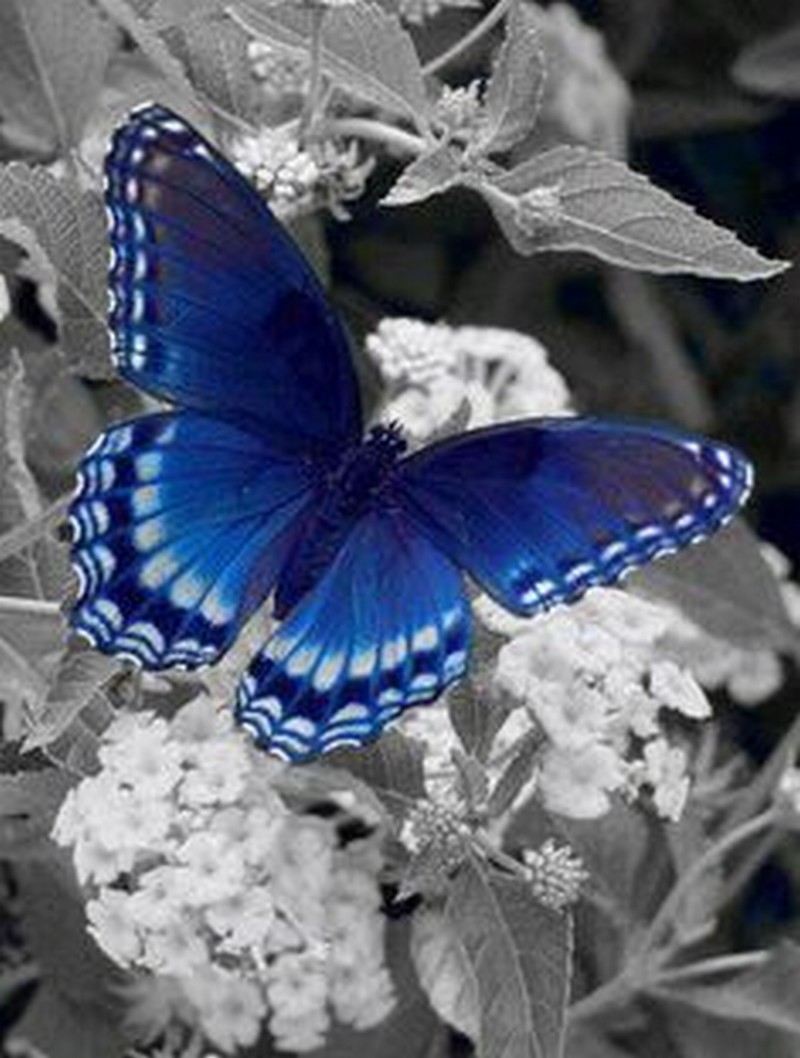 dans le bleu..._papillon_wp
