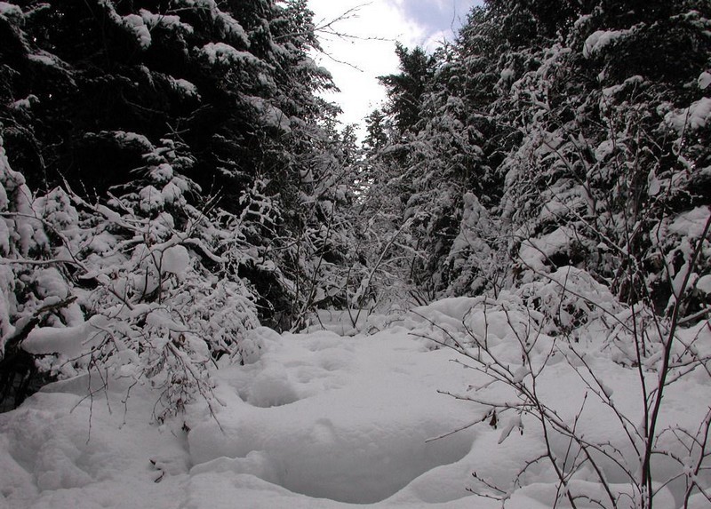 dans le calme de l'hiver..._forêt-neige_wp