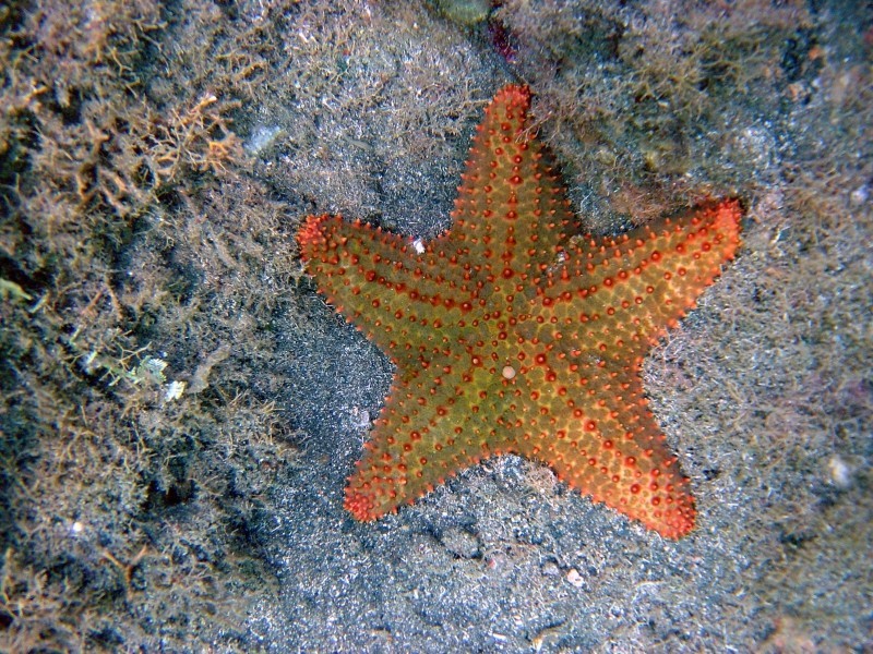Échinodermes_étoile-de-mer-orange-verte_wp