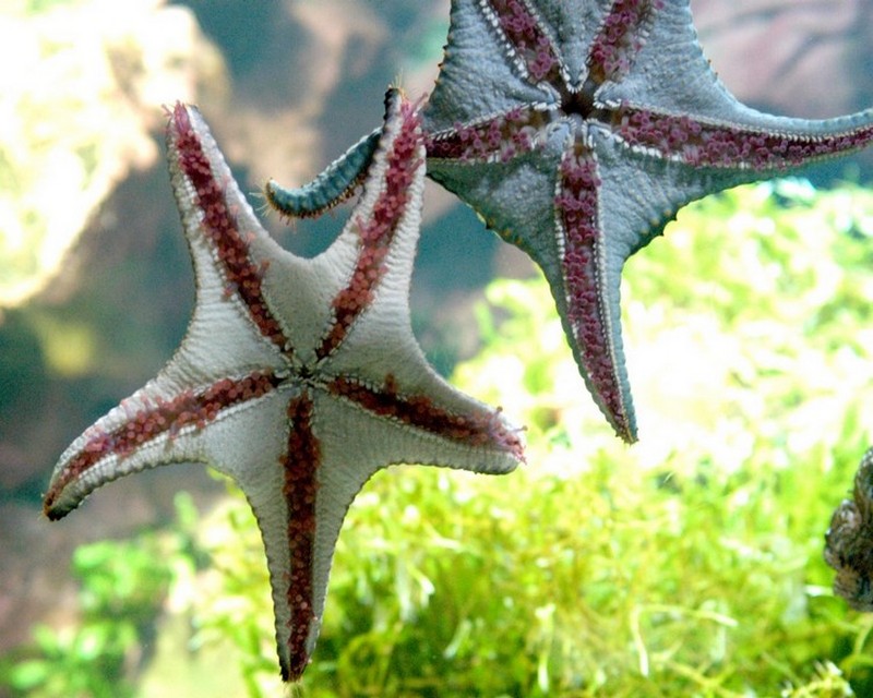 Échinodermes_étoiles-de-mer_wp