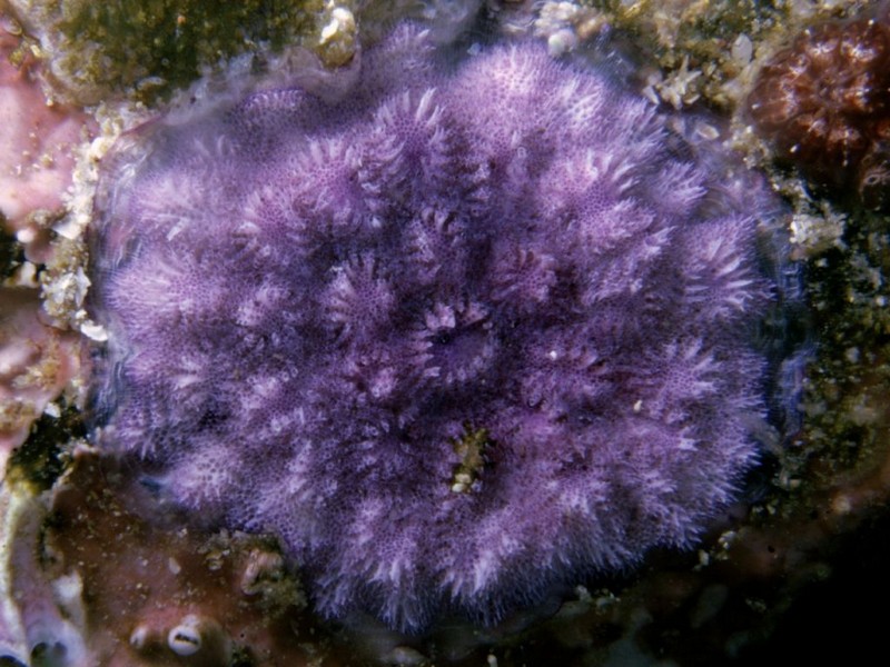 Cnidaires_anthozoaires-corail-mauve_wp