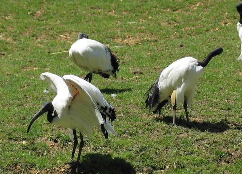 Les échassiers - partie 3_threskiornitidés-ibis-blancs-noirs_wp
