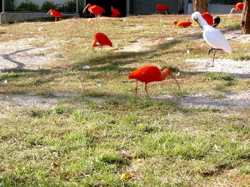 Les échassiers - partie 3_threskiornitidés-ibis-rouges-blancs_wp