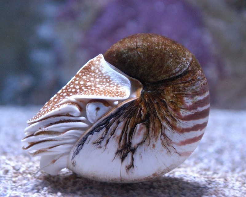 Mollusques_céphalopodes-nautile_wp
