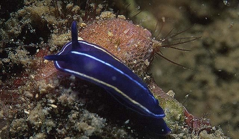 Mollusques_gastéropodes-doris-bleue-blanche_wp