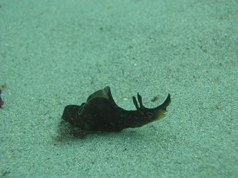 Mollusques_gastéropodes-limace-de-mer_wp
